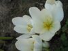 Colchicum speciosum album001.jpg