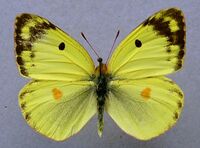 Colias alfacariensis.jpg