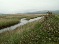 Cors Fochno Aberleri Nature Reserve.jpg