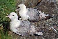 Eissturmvogel02.jpg