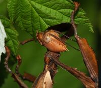 Female.extatosoma.tiaratum.feeding.jpg