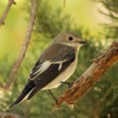 Ficedula hypoleuca (Madrid, Spain) 004.jpg