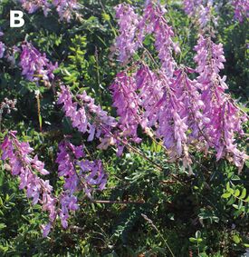 Hedysarum arcticum (10.3897-zookeys.866.35084) Figure 3 (cropped).jpg