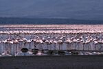 LakeBogoria.jpg