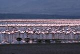 LakeBogoria.jpg