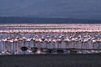 LakeBogoria.jpg