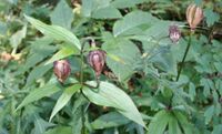 Lilium medeoloides with Fruit Kurumayuri in Mount Kisomkoma 2010-09-26.jpg