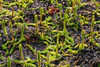 Lycopodiella inundata 002.jpg