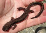 Onychodactylus fischeri 48747459.jpg