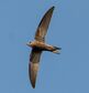 Pallid Swift by Irvin Calicut IRV07813.jpg