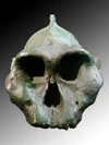 Paranthropus aethiopicus face (University of Zurich).JPG