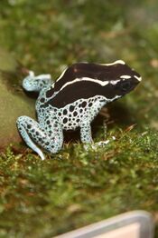 Poison Dart Frog (Dendrobates tinctorius) 3.jpg