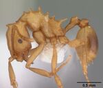 Proatta butteli casent0010836 profile 1.jpg