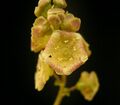 Ribes rubrum1 ies.jpg
