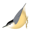 SittaVillosa.svg