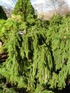 Weeping Norway spruce.JPG
