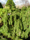 Weeping Norway spruce.JPG