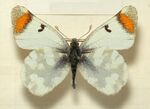 Zegris.eupheme.mounted.jpg