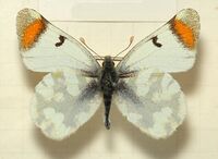 Zegris.eupheme.mounted.jpg