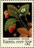 Почтовая марка СССР № 5277. 1982. Дикорастущие ягоды.jpg