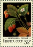 Почтовая марка СССР № 5277. 1982. Дикорастущие ягоды.jpg