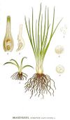 519 Isoetes lacustris.jpg