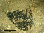Archimyrmex wedmannae Smfmei2016 01.jpg