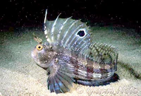 Blennius ocellaris Messina.jpg