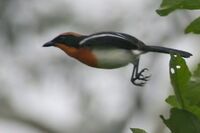 Braun-s Bushshrike 110ND500 DSC8895-1.jpg