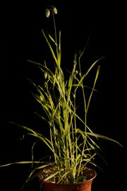 Briza maxima20150602 3315.jpg