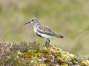 Calidris alpina-pjt2.jpg