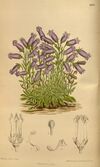 Campanula zoysii 142-8666.jpg