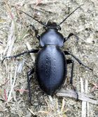 Carabus hungaricus.jpg