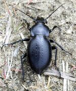 Carabus hungaricus.jpg