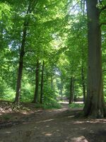 Chantilly Forest.jpg