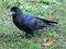 Corvus macrorhynchos Tokyo 6.jpg