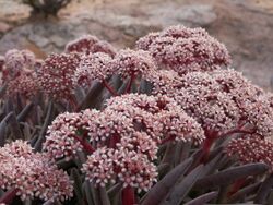 Crassula macowaniana3.jpg