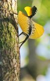 Draco spilonotus.JPG