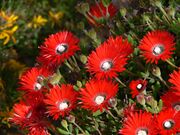 Drosanthemum speciosumP1050020.JPG