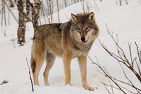 Eurasian wolf.JPG