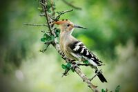 Hoopoe at Rajaji NP.jpg