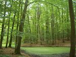 Hullerbusch buchenwald senke.jpg