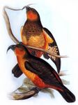 John-Gould-001.jpg