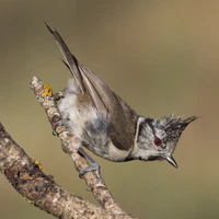 Lophophanes cristatus - 01.jpg