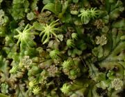 Marchantia.jpg