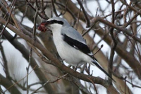 Northern Shrike, Arvada, Jefferson, Colorado.jpg
