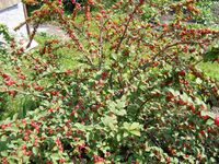 Prunus tomentosa - berries.JPG