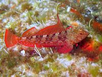 Tripterygion tripteronotus Rab.JPG