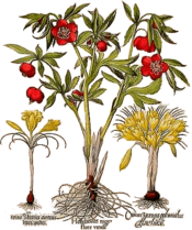 Basil-Besler-Hortus-Eystettensis-1613-pl362-hellebore-yellow-crocus.png