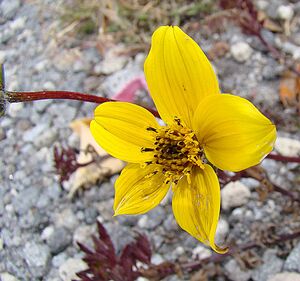 Bidens triplinervia (9471794151).jpg